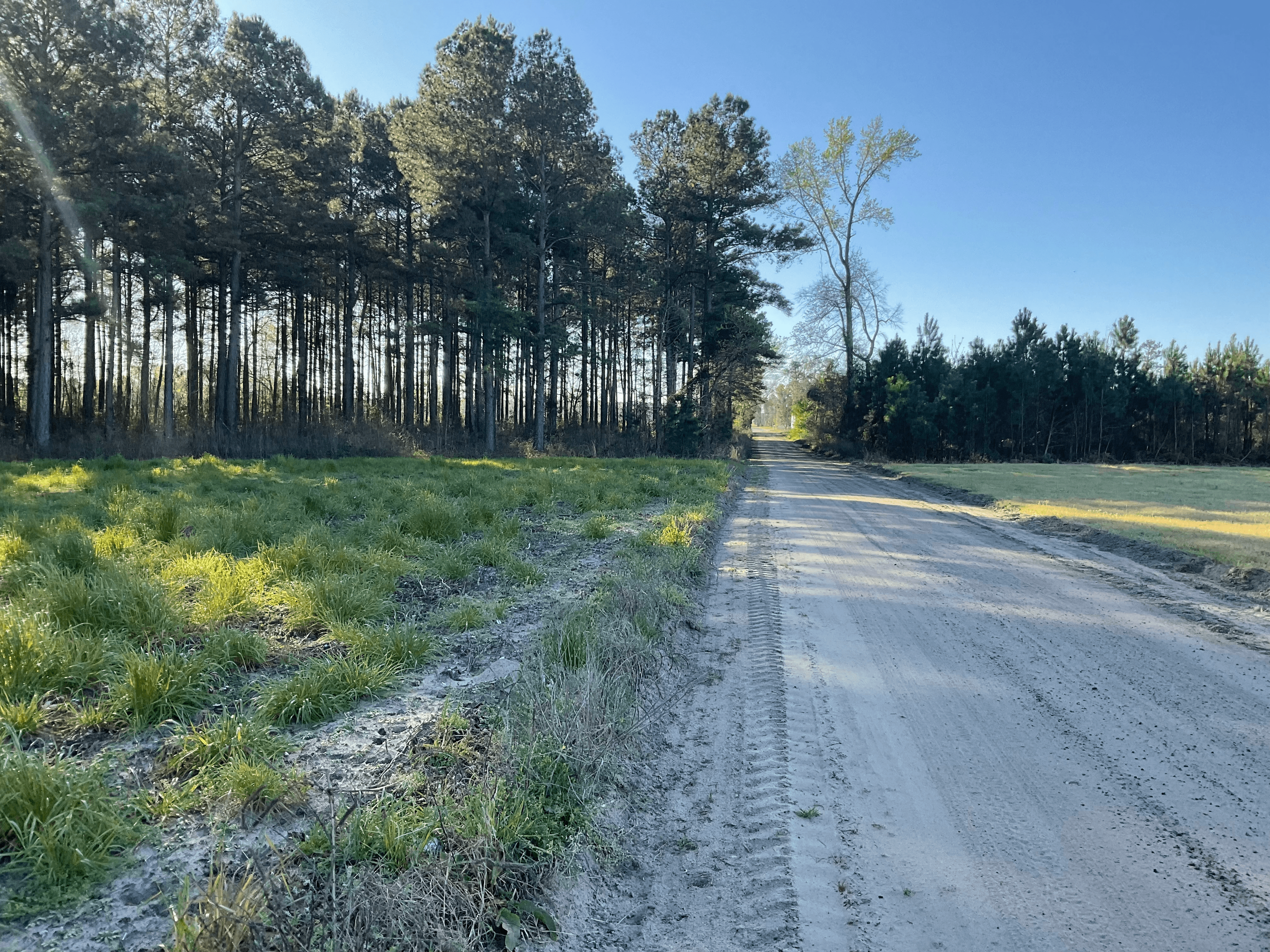 Bull Street — the road home
